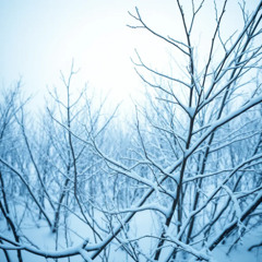 Frost (Footprints fade fast )