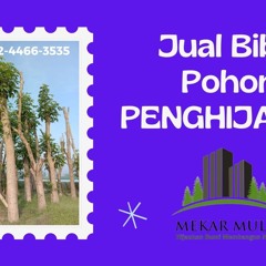 WA 0822-4466-3535, Pohon Tabebuya Besar di Surabaya