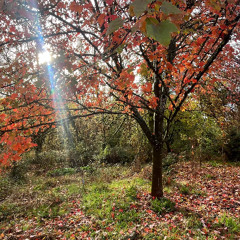 Autumn Leaves-Moon Jamz