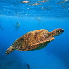Review Special Price Waikiki Catamaran Escape: Snorkel With Turtles & Water Sports Fun