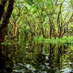 March of the Mangroves