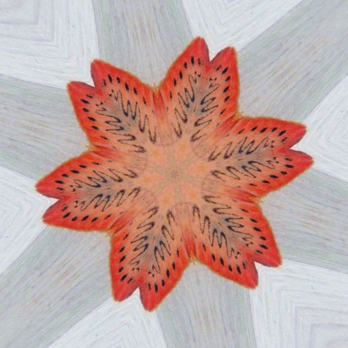 Actinomorph