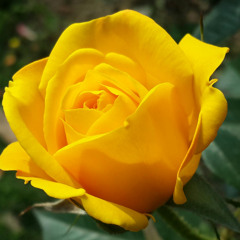 ROSES FLOWERS(NAKED)Preview