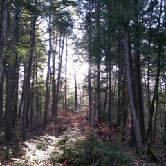 Everything That Is Wrong With Everything (Rain) (Cleaner Mix 3)