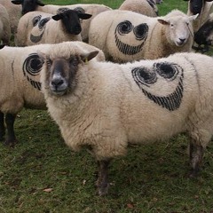 SHEEP DIP