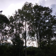 canción onírica