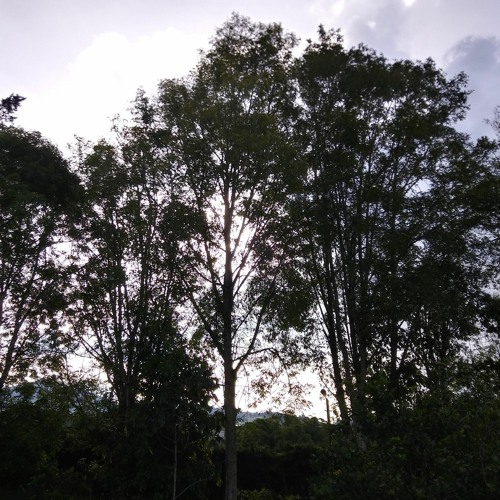 canción onírica