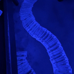 2Timez (SJ1HUNNID & 30three) Prod. Kontrol