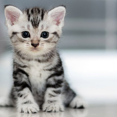meow meow moew moew memw (2)