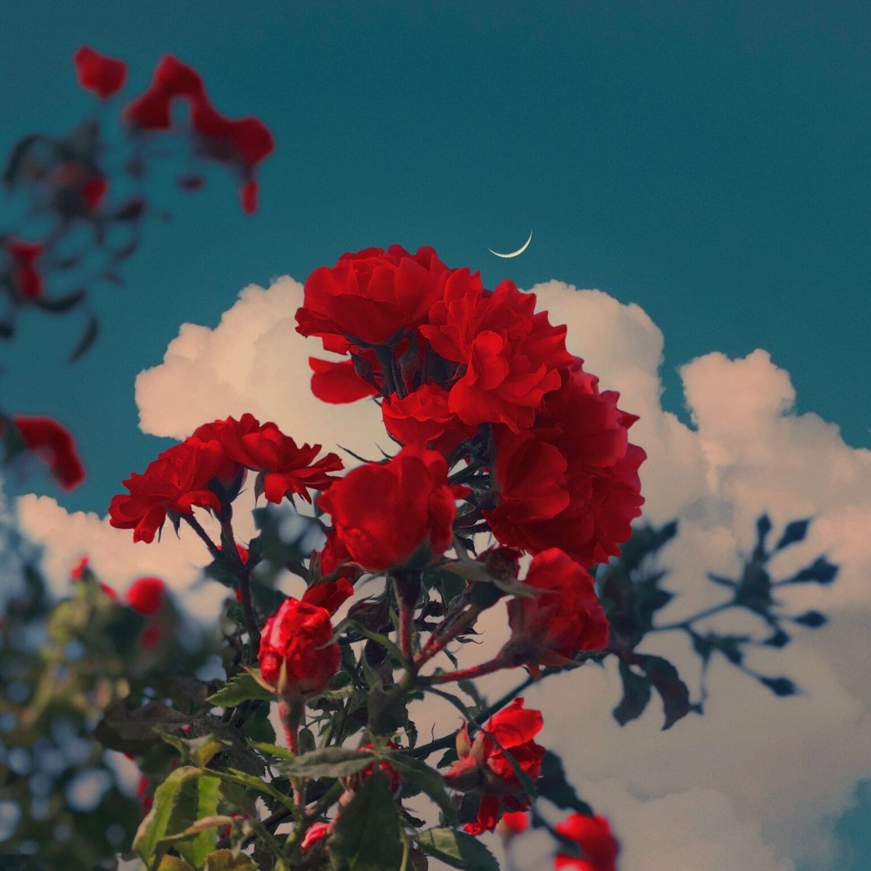 FLOR DE LOS SUEÑOS episode artwork