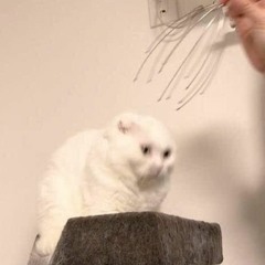 Lychee - All The Cymbal Ladies [FREE DL]