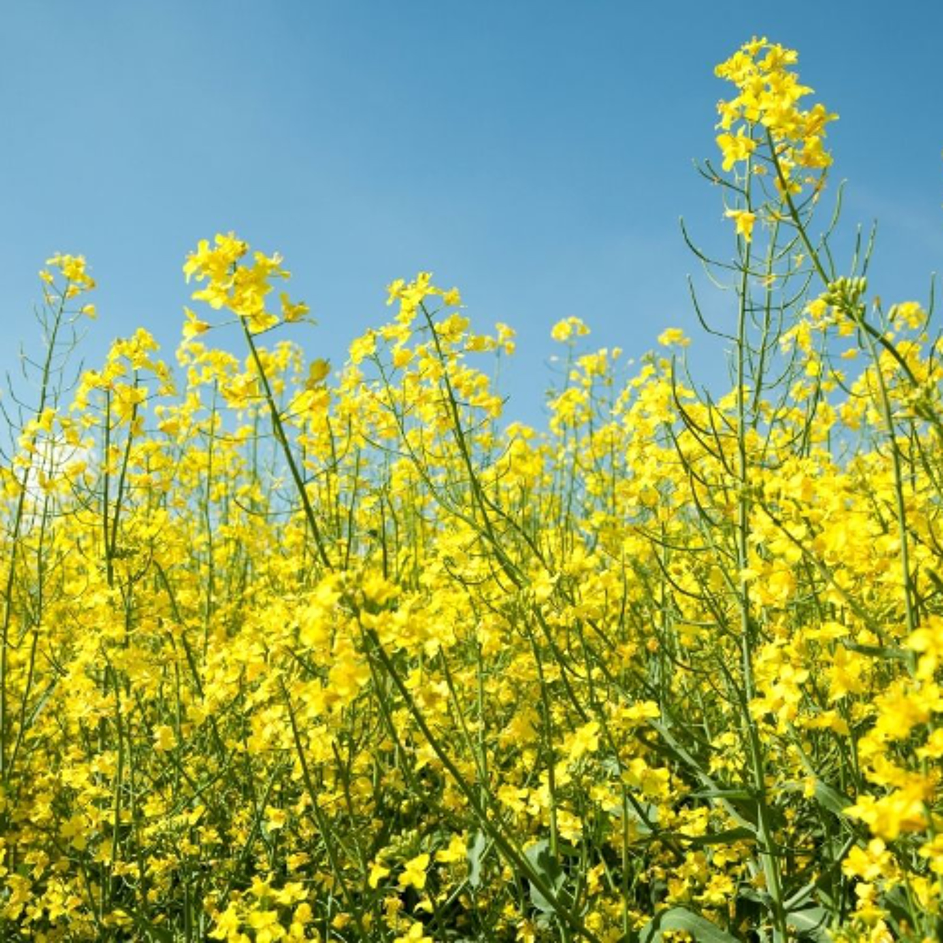 Crossroads Crop Conference Will Encourage Farmers to Grow Boldly episode artwork