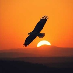 Together We Soar