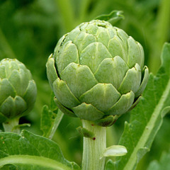 NICO ARNAU WANT TO BE 149 (1)