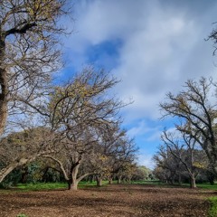 Carriageway Park/Tuthangga. Soundscape.