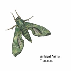 sama004 | Ambient Animal - Transcend