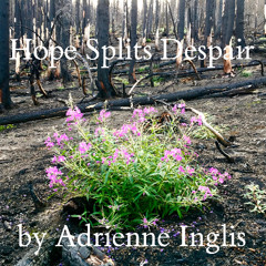 Hope Splits Despair — October 27, 2024