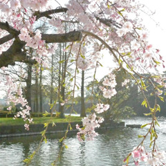 winter - fragrant flowers