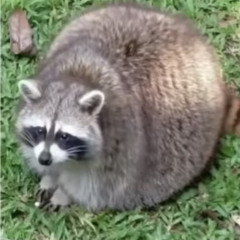 Bittersweet