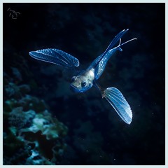Pablorama - Chimaera