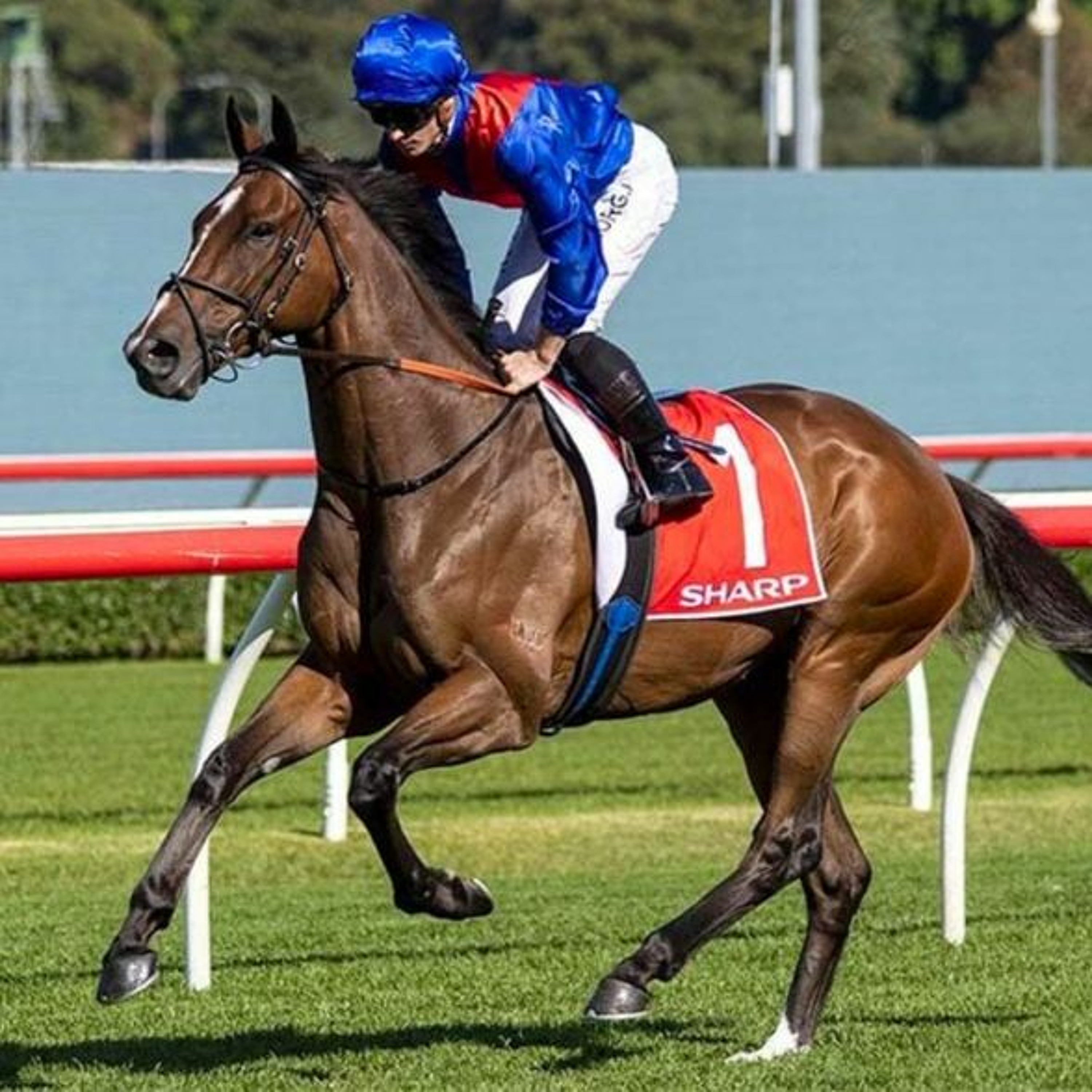 Cox Plate Runner By Runner Punting Preview