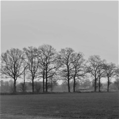 Dark grey sky, rain and trees without leaves.