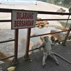 Anugerah Terindah Plat KT - Chikodang #ASIKINAJABOY