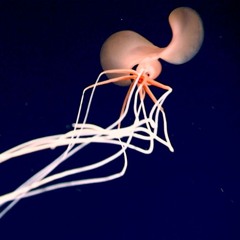 magnapinnidae