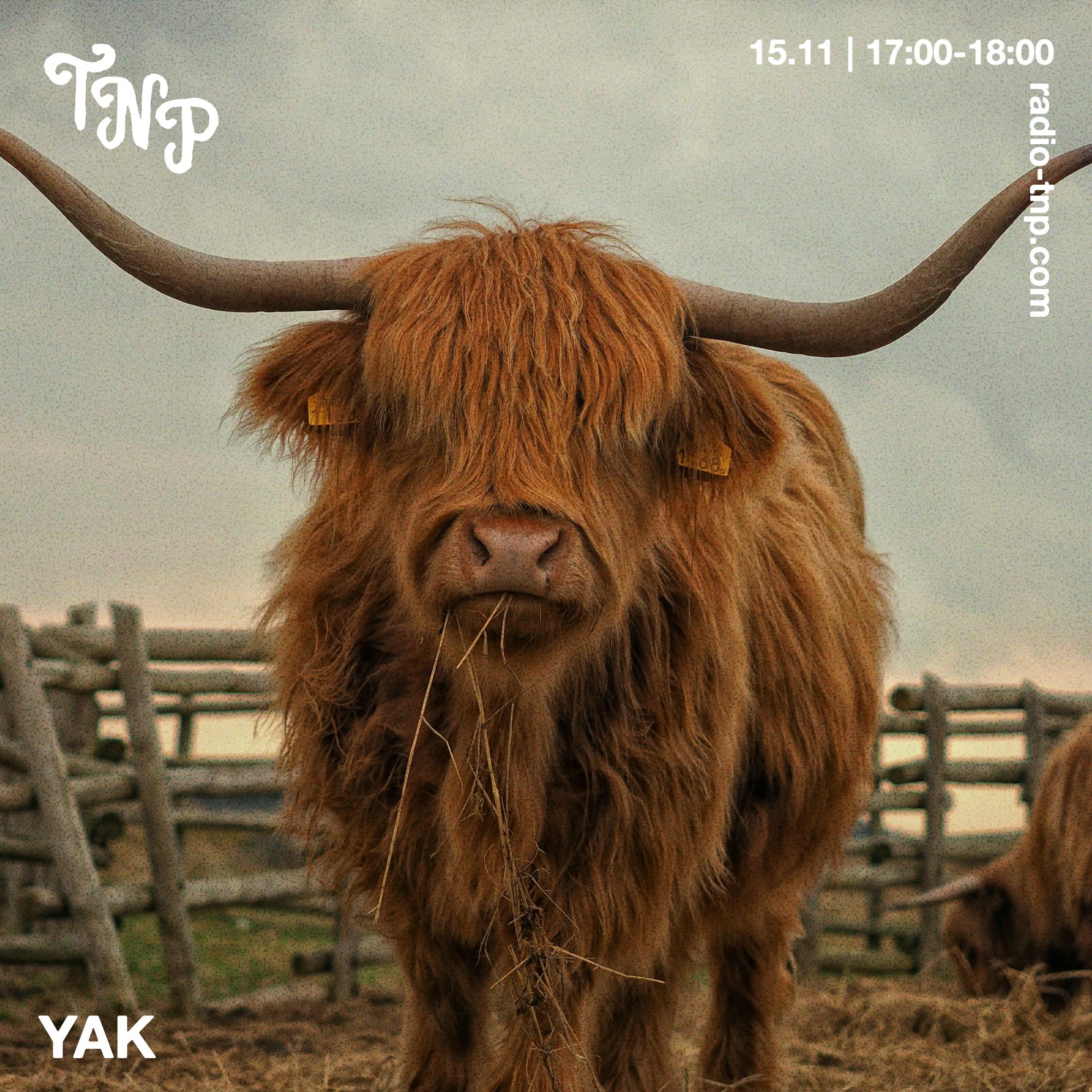 Yak