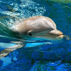 Dolphin