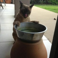 Splenny Set  |  Splendor in the Mud '22