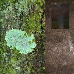 Lichen [No. 10]