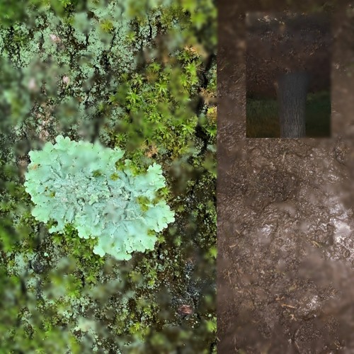 Lichen [No. 10]