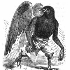 Oiseau noir