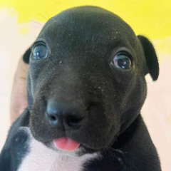 perro pichin tape #1