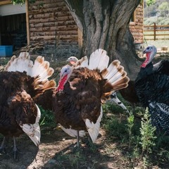 Mild Animals w/ Morgnar 221124