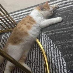 TAK MAMPU LUPA ( SANDY494 X BOBON )