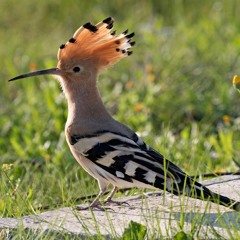 Eurasian Hoopoe