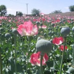 opiates p. Dumboshawty