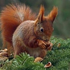 Діма Варварук - БІЛКА (feat. Pauchek & Verbaaa)