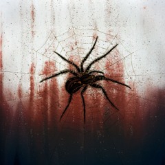 spiders