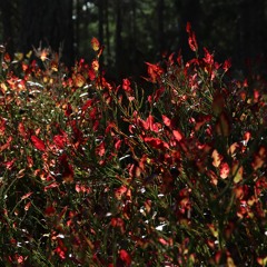 Mahdi Khaleel Talib - Kuulkaa demo (2021, tuot. Chordeiles Minor)