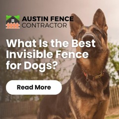 What Is the Best Invisible Fence for Dogs?