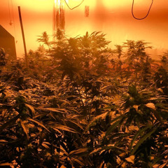 cali man - Scuz Jackson & the CherryBlossomKidd