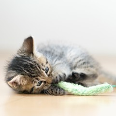 トリコ・ヴェール(tricot vert)