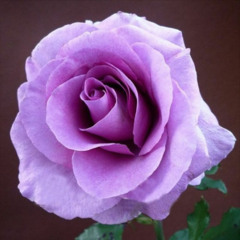 Lavender Roses Dec 24 (rough mix)