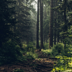 Surrounded by Trees Meditation (Re-Upload)