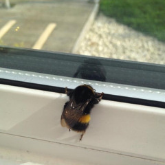 Blurred Lines (Robin Thicke) Acoustic Cover