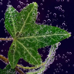 Poison Ivy