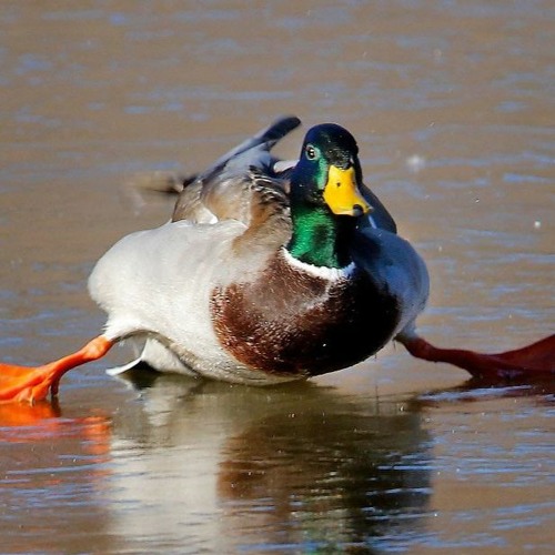 Dodgy duck game